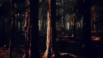 Tall sequoia trees create a majestic forest environment in early morning light video