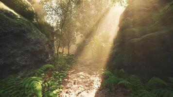 Sunlight streaming through trees in a tranquil forest during early morning video