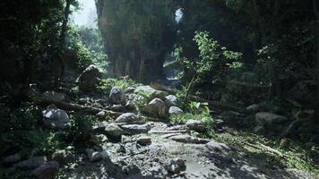 Exploring the lush greenery and natural beauty of Vietnams rainforest terrain video