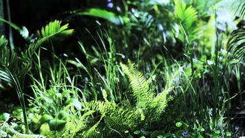 Lush greenery with ferns and foliage thriving in a vibrant, natural setting video