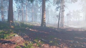 Misty forest in Alaska with towering trees and soft sunlight in the morning video