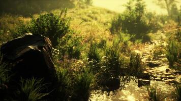 Lush greenery and sparkling stream in a sunlit meadow during golden hour video