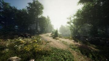 Sunlight filters through trees along a winding forest path in the early morning video
