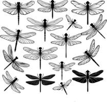 set of different dragonflies. illustration. Black line art drawings of dragonflies on a white background. Minimalist and delicate design. For logo, icons design vector