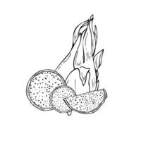 monochrome pitahaya cactus line ink illustration in black and white. Whole sweet ripe dragon fruit with cutting slices composition realistic graphic sketch. For summer healthy menu design vector