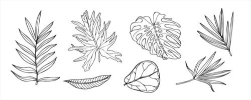 Palm areca, monstera, Ficus leaves illustration painted by black inks on isolated background. Tropical plants set linear drawing in etching style. Jungle foliage for greeting design, label vector