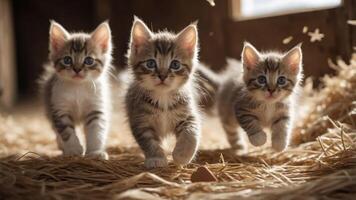 Three playful kittens running through straw in a cozy barn setting. photo
