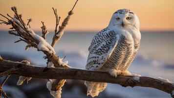 A snowy owl perched on a branch against a serene sunset backdrop by the ocean. photo