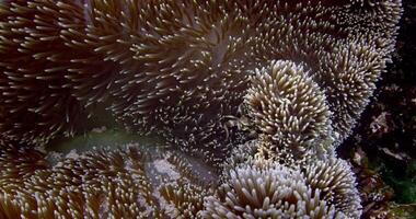 Underwater scene with shrimp, anemone and clown fish, close up video