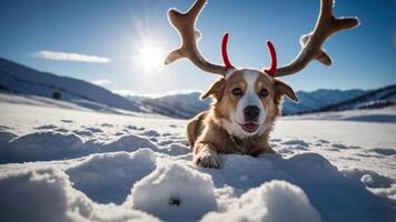 A playful dog with antlers lying in the snow under a bright sun. photo