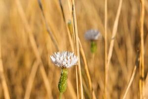 White flower blooming, dry grass field, summer sun, nature background, website design photo