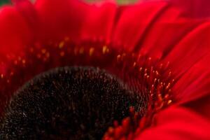 Close-up Red Gerbera Daisy Flower Macro Shot photo