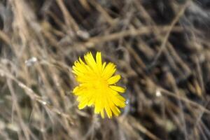 Lone yellow wildflower blooms in dry field photo