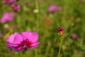Pink cosmos blooming in field, blurred background photo