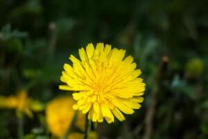 Yellow dandelion field close-up, sunny day photo