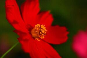Red Cosmos flower close-up, garden bokeh photo