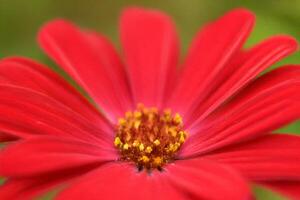 Close-up Red Flower, Garden Bloom, Soft Focus Background, Nature Photography photo