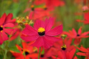 Red cosmos flower field bloom, summer garden photo
