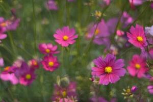 Pink cosmos blooming in garden, soft focus background photo