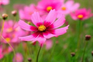 Pink cosmos flower field, summer bloom, garden background, greeting card photo