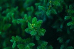 Lush evergreen branches, overhead view, forest backdrop, nature texture photo