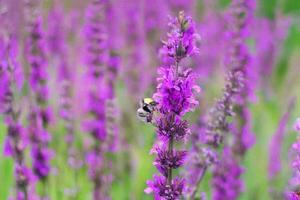 Bee pollinating purple flowers in field, nature background photo