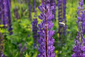 Bee pollinating lupine flowers in field photo