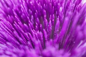 Purple flower macro close-up, vibrant petals, blurred background, nature photography photo