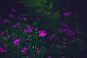 Purple cosmos blooming in garden, dark background photo