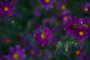 Purple Cosmos Flowers Bloom in Garden Field photo
