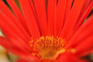 Vibrant red flower macro close-up, garden blur photo
