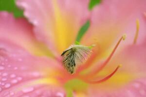 Dew-kissed lily closeup, garden, blurred background, nature card photo