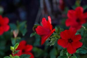 Red hibiscus blooms garden closeup, blurred background photo