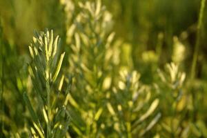 Sunlit plants, meadow, blurred background, nature photography photo