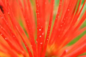 Dew-kissed red flower macro, garden, blurred background, nature design photo