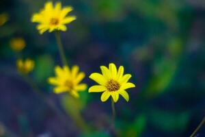 Yellow wildflowers bloom in field, blurred background, nature photography photo