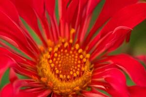 Vibrant red flower close-up, garden, blurred background, nature photography photo