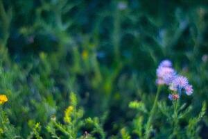 Wildflowers bloom in meadow, soft focus background, nature scene photo