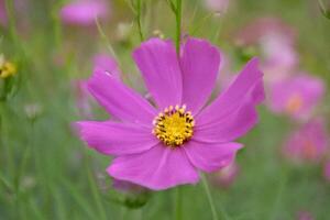 Pink cosmos flower closeup, field background, nature poster photo