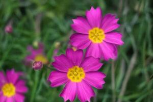 Pink flowers bloom, garden background, nature photography, springtime photo