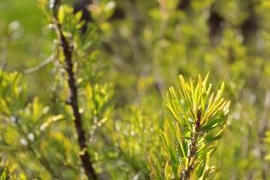 Sunlight on vibrant green shrub, blurred background, nature photography, botanical illustration photo