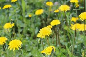 Dandelions blooming meadow spring background nature photo