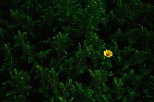 Lone yellow flower blooms in green shrubbery, garden background, nature photography photo