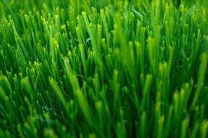 Lush green grass close-up, field background, nature texture photo