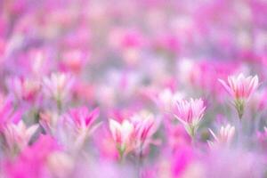 Pink flowers blooming, field, soft focus, blurred background, springtime photo