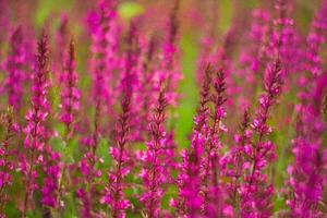 Pink wildflowers bloom in field, soft focus background, nature photography, ideal for website backgrounds photo