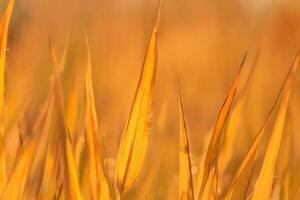 Golden grass sunrise dew drops field background photo