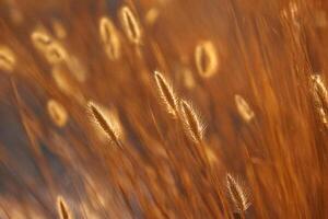 Golden Grass Sunset Field Nature Background Texture photo