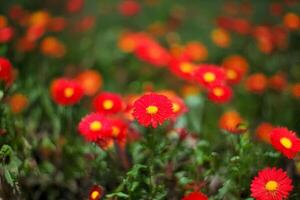 Red flowers blooming in garden, blurred background, nature scene, spring photo
