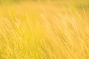 Golden grass field blowing gently, sunlit background, nature scene, website banner photo